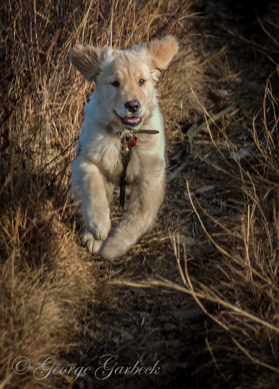 Leaping Luke